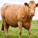 cow