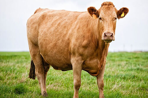 cow